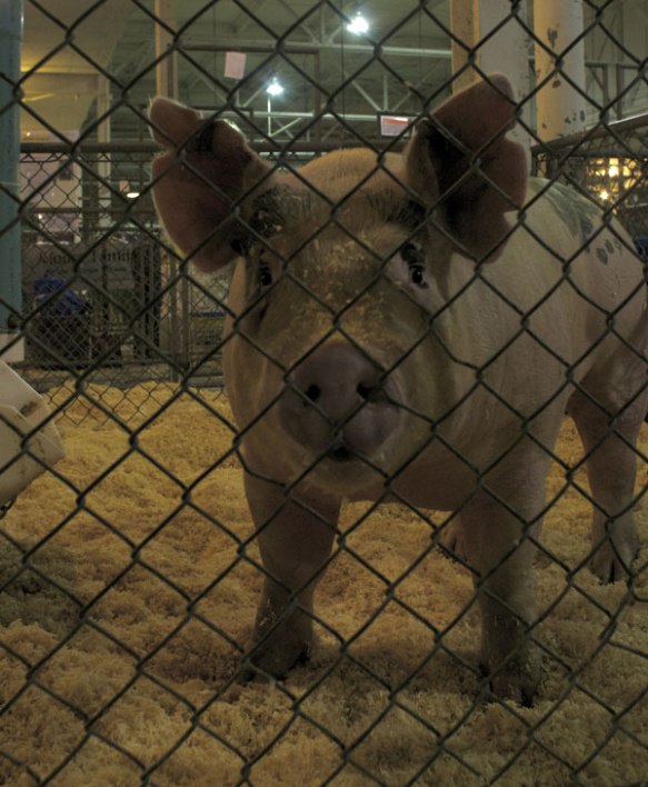 anewman-state-fair-pig